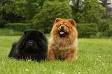 CHOW CHOW 551